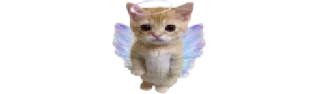 🐈
