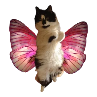 🦋
