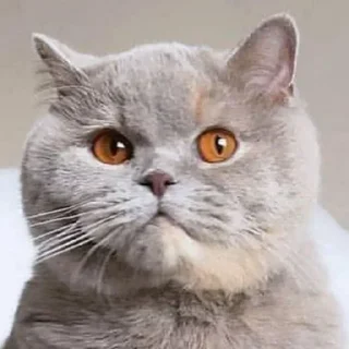 Cat Emoji @stickersb2b