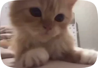 🥺