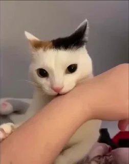 🤩