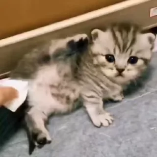 🌟