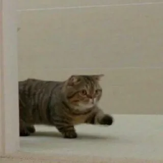 🐈