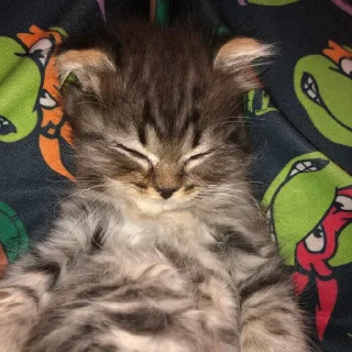 😴