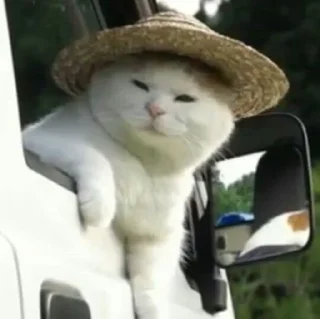 😺