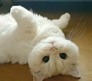 😸