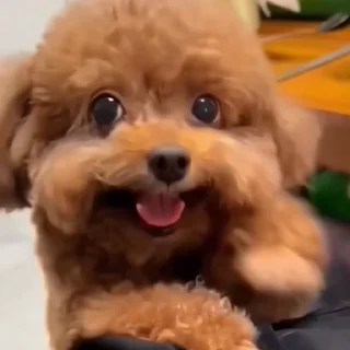 🐶
