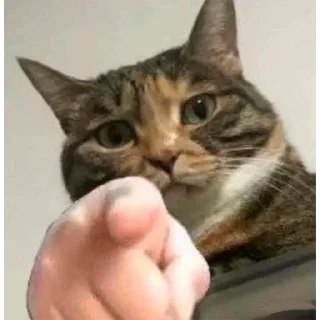 🫵