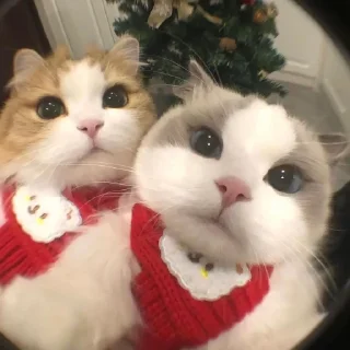 👩‍❤️‍👨