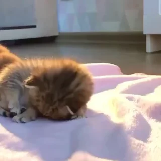 🥺