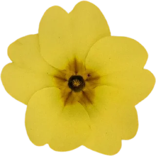 🌼