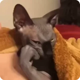 🤔