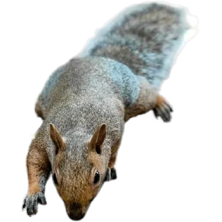 🐿️