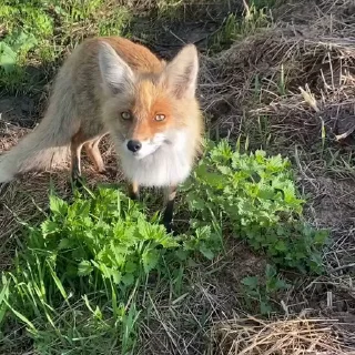 🤩