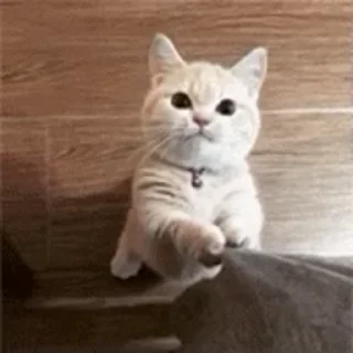 🐱