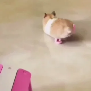 🐾