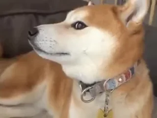 🐕