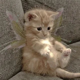 🌟