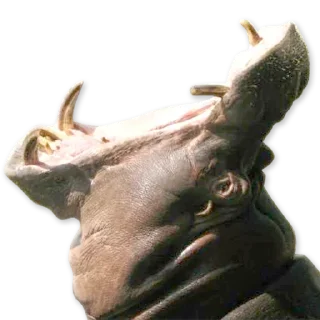 👏