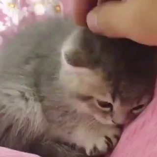 🐈