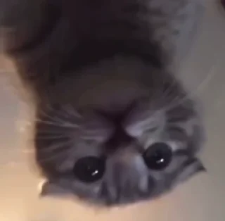 🫣