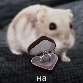🐈‍⬛