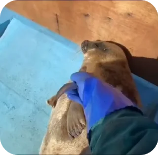 🦭