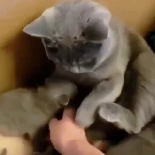 🐈