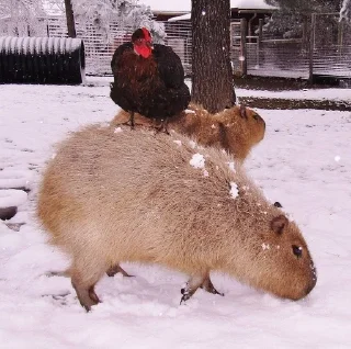 🐔