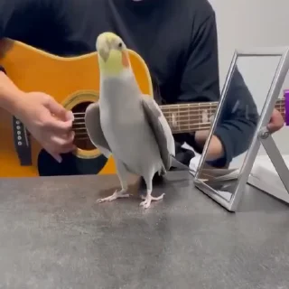 🎸