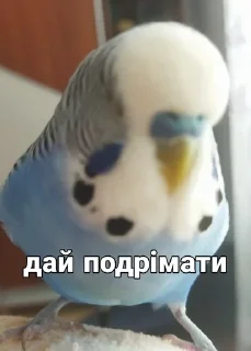 🐦