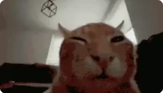 😻