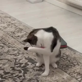 😸