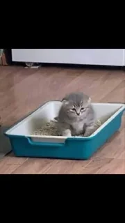 Унитазные коты от АлиПон :: @fStikBot