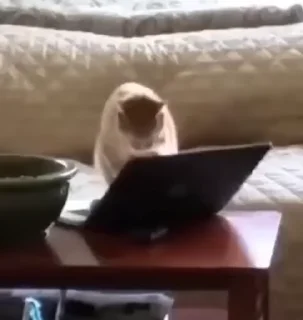 💻