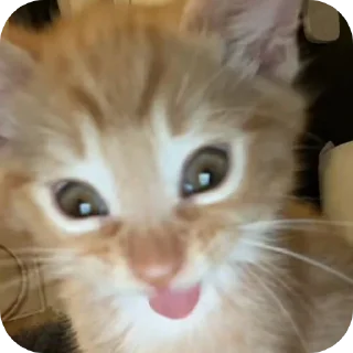 🤪