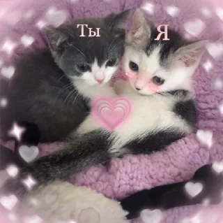 🐈‍⬛️ @noona_stickers ˓𓄹 ࣪˖