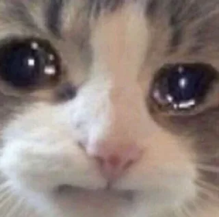 🐱