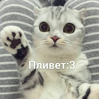 🐈