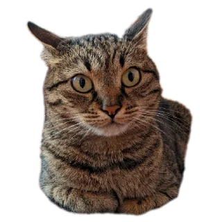 🐱