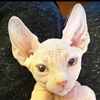 🇺🇦 sphynx cat 🇺🇦