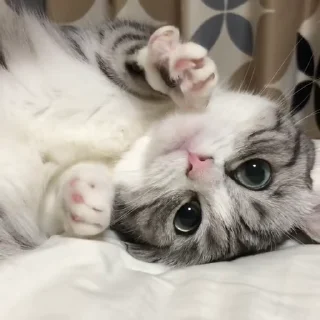 🐈