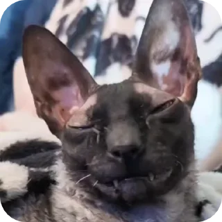 🌟