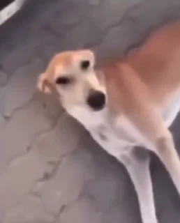 🐶