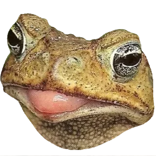 🐸