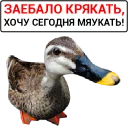 🦆