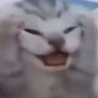 😿