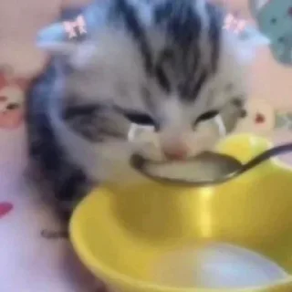 🐈‍⬛