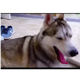 🐶