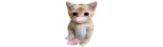 🐈